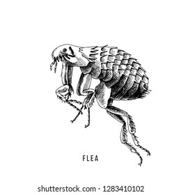 Hand drawn flea on white background. Vector illustration
