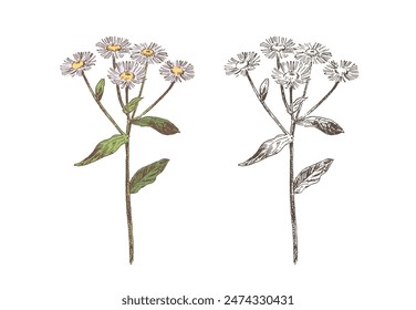 Hand drawn fleabane plant, engraved botanical illustration