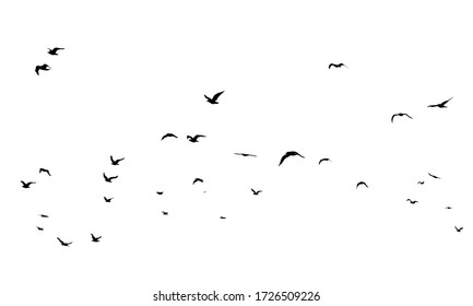 A Hand Drawn Flock Flying Birds  Monochrome Bird Silhouettes  Design for an invitation  greeting  comicbook  illustration  card  postcard  Illustration isolated white background  Vector
