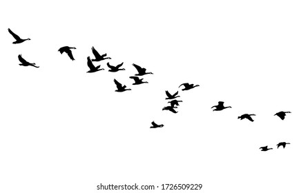 A Hand Drawn Flock of Flying Birds. Monochrome Bird Silhouettes. Design for an invitation, greeting, comicbook, illustration, card, postcard. Illustration isolated on a white background. Vector