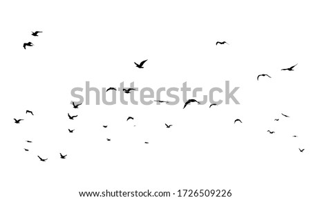 A Hand Drawn Flock of Flying Birds. Monochrome Bird Silhouettes. Design for an invitation, greeting, comicbook, illustration, card, postcard. Illustration isolated on a white background. Vector Foto stock © 