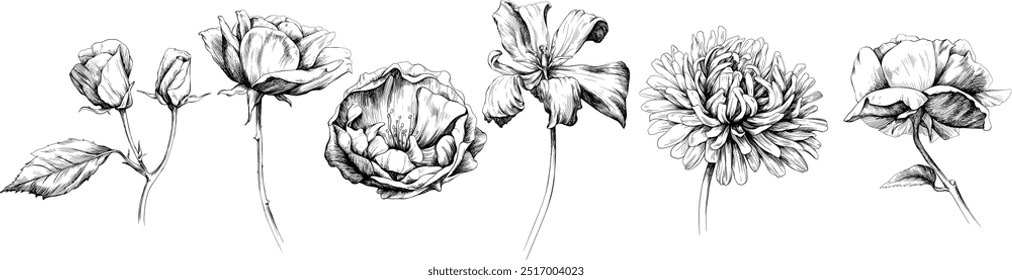 Flores botánicas florales dibujadas a mano. Flor silvestre de la hoja de primavera salvaje aislada en blanco. Arte de tinta grabada en blanco y negro.