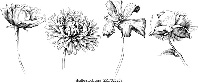 Flores botânicas florais desenhadas à mão. Flor selvagem de folha de primavera selvagem isolada no branco. Arte em tinta gravada em preto e branco.