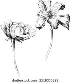 Flores botânicas florais desenhadas à mão. Flor silvestre de primavera selvagem isolada em branco. Arte em tinta gravada em preto e branco.