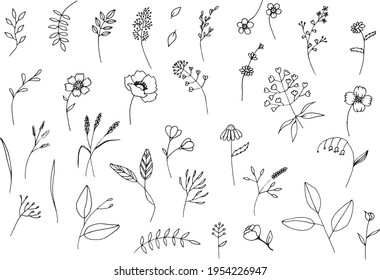 Hand drawn floral botanical plant doodle vector elements. Wild and free. Perfect for invitations, greeting cards, quotes, blogs, Wedding Frames, posters. Isolated - Vector eps