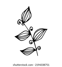 Hand drawn floral, branch and herbal elements. Black doodle vector illustration on white background for your design, greeting card and logo.