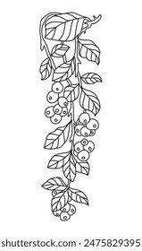 Hand drawn floral decoration, design element. Can be used for cards, invitations, banners, posters, print design. Floral berry background 