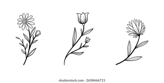 hand drawn floral decorative elements