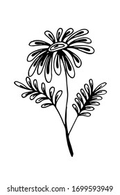 Elemento de diseño floral dibujado a mano. Ilustración vectorial de una manzanilla en estilo de esbozo aislada en blanco