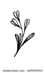 Hand drawn floral design element. Vector illustration of a snowdrop in sketch style isolated on white