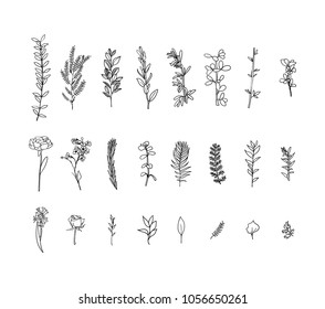 Hand  drawn floral design elements for design. Greetings card or weddings, flowers and leaves. Ink sketch style.