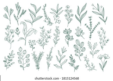 Hand drawn floral doodles set. Isolated pack of botanical design elements. Green plants, wildflowers and herbs vector illustration. Perfect for invitations, greeting cards, typography and prints.