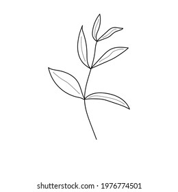 Hand drawn floral element.  Different kind of leave. Floral sketch collection. Decorative element for design. Vintage botanical vector illustrations.