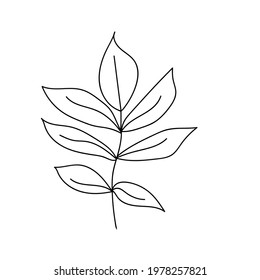 Hand drawn floral element.  Different kind of leave. Floral sketch collection. Decorative element for design. Vintage botanical vector illustrations.