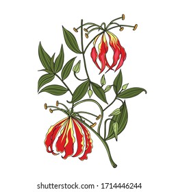 hand drawn floral element of flame lily flower bunch with leave isolated on white in vector 