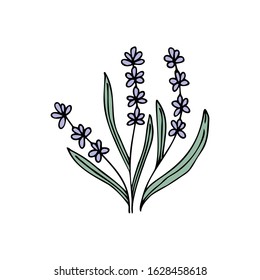 Hand drawn floral element isolated on a white background. Lavender flowers. Doodle, simple outline illustration.