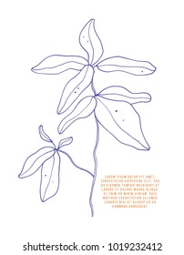 Hand drawn floral element. Vector floral contour