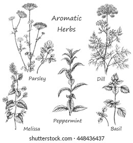 Hand drawn floral elements. Aromatic herbs set. Sketch of medicinal fragrant plants and spices.  Monochrome  image of dill, mint, parsley,  basil, melissa, peppermint.