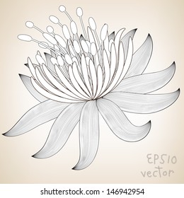 Hand Drawn Floral Elements for Design, EPS10 Vector background