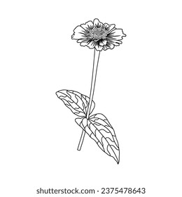 hand drawn floral elements. flower vector illustration 