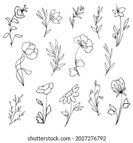 Hand drawn floral elements and plants. Black and white botanical illustration. Vector line art set.