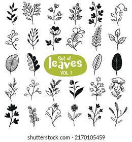 Hand drawn floral elements. Vintage botanical vector illustrations.