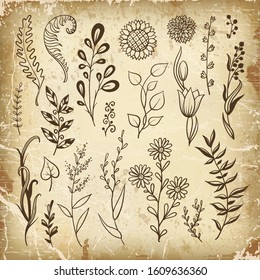 Hand drawn floral elements for your design. Flowers, herbs and leaves in doodle style. Vector illustration