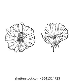 Hand drawn floral illustration of blooming rosehip in outline style. Sketch ink drawing. Vector EPS10 Illustration