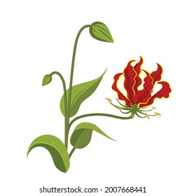 hand drawn floral illustration of flame lily(Gloriosa Superba)  flower bunch with leave