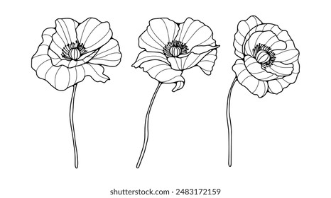 Hand drawn floral illustration with poppy flowers. Contour of poppy flowers on a white background.