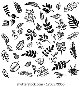 Hand drawn floral and leaves elements made in vector. For wedding design, logo , greeting card.
