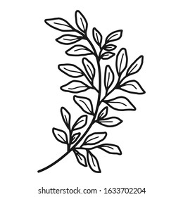 Hand drawn floral, plant elements: leaf and branch. Cut isolated vector illustration for frame, border, ornament design. Doodle sketch style. Unique decoration for greeting card and wedding invitation