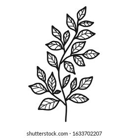 Hand drawn floral, plant elements: leaf and branch. Cut isolated vector illustration for frame, border, ornament design. Doodle sketch style. Unique decoration for greeting card and wedding invitation
