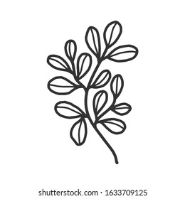 Hand drawn floral, plant elements: leaf and branch. Cut isolated vector illustration for frame, border, ornament design. Doodle sketch style. Unique decoration for invitation or logo