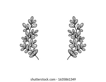 Hand drawn floral, plant elements: leaf and branch. Illustration for frame, border, ornament design. Doodle sketch. Unique decoration for greeting card and wedding invitation