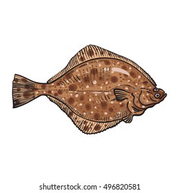 Hand drawn flounder, sketch style vector illustration isolated on white background. Colorful realistic drawing of a flounder or flatfish, edible freshwater fish