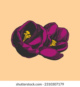 Hand drawn flower botanical drawing of crocus isolated on bright background.