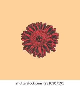 Dibujo botánico de flor dibujado a mano de gerbera aislado en un fondo brillante.