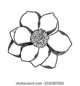 Handgezeichnet florale Zeichnung von Magnolien einzeln auf weißem Hintergrund.