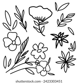 Hand drawn flower botanical element decoration,black doodles branches, herbs, flowers, plants set vector balckand white painting.
