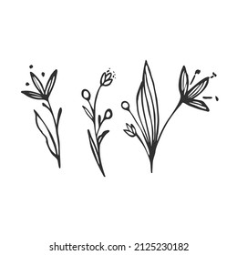 Hand drawn flower and branches doodle, Vector illustration