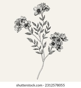 Hand drawn flower and branches. Vector illustration. Black and white. Flower vintage sketch.