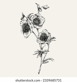 Hand drawn flower and branches. Vector illustration. Black and white. Flower vintage sketch.