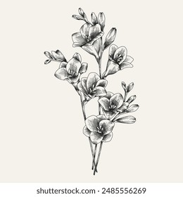 Hand drawn flower and branches. Vector illustration. Black and white. Flower vintage sketch.