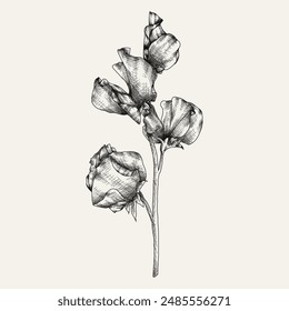 Handgezeichnete Blume und Äste. Vektorillustration. Schwarz und Weiß. In: Flower Vintage Sketch.