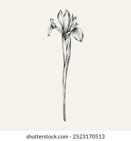 Flor y ramas dibujadas a mano. Ilustración vectorial. Blanco y negro. Boceto vintage de flores