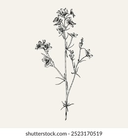 Handgezeichnete Blumen und Zweige. Vektorgrafik. Schwarz und weiß. Blumen-Vintage-Skizze