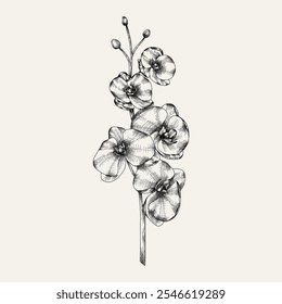 Hand drawn flower and branches. Vector illustration. Black and white. Flower vintage sketch.