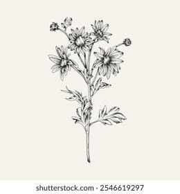 Flores e ramos desenhados à mão. Ilustração vetorial. Preto e branco. Esboço de flor vintage.