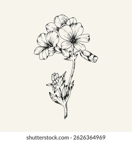 Hand drawn flower and branches. Vector illustration. Black and white. Flower vintage sketch.